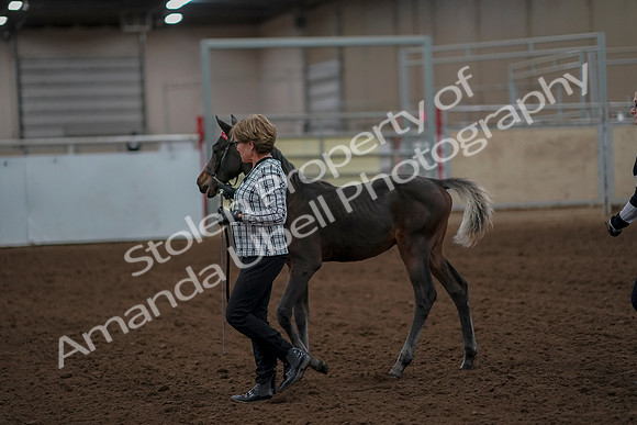 2019 Morgan Horse Show - Aug 30, 2019 - 24855