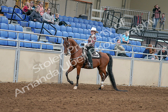 2020 - AB Morgan Horse - Fri, Sept 04 - 08298