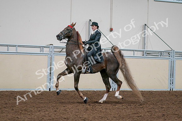 2020 - AB Morgan Horse - Sat, Sept 05 - 13119