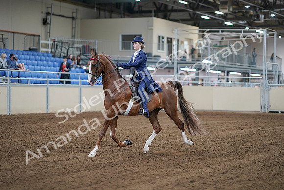 2020 - AB Morgan Horse - Sat, Sept 05 - 06074