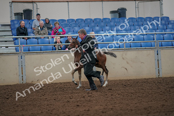 2019 Morgan Horse Show - Aug 30, 2019 - 24656