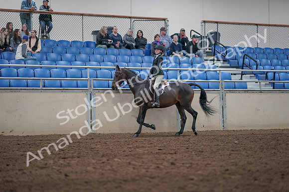 2019 Morgan Horse Show - Aug 31, 2019 - 20419