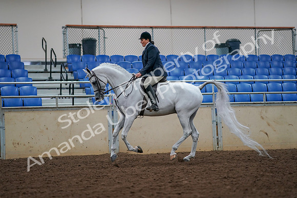 2019 Morgan Horse Show - Aug 30, 2019 - 17417