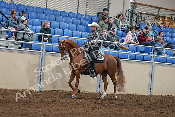 2020 - AB Morgan Horse - Sun, Sept 06 - 07489
