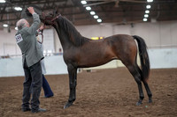 2019 Morgan Horse Show - Aug 31, 2019 - 02848