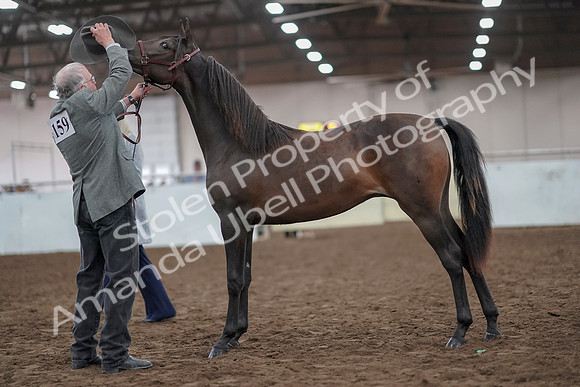 2019 Morgan Horse Show - Aug 31, 2019 - 02848