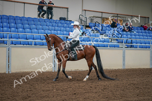 2020 - AB Morgan Horse - Fri, Sept 04 - 03478