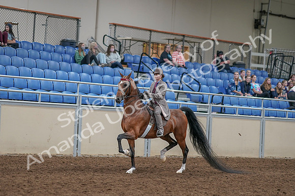 2020 - AB Morgan Horse - Fri, Sept 04 - 11362