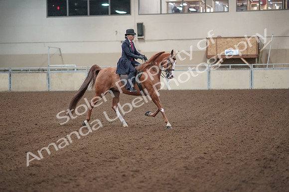 2019 Morgan Horse Show - Sept 01, 2019 - 12060
