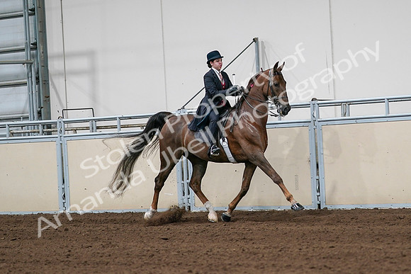 2020 - AB Morgan Horse - Sat, Sept 05 - 06359
