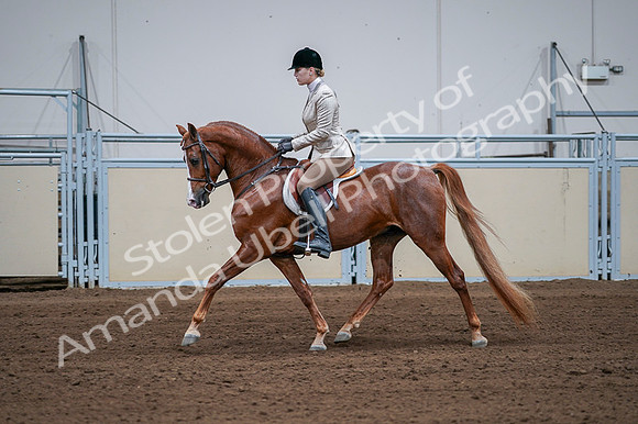 2020 - AB Morgan Horse - Fri, Sept 04 - 01642