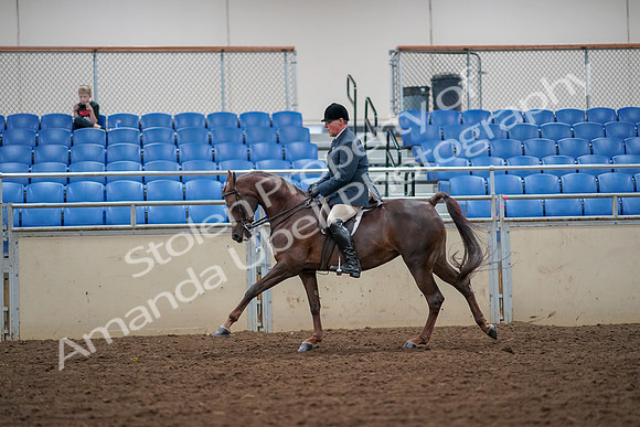 2019 Morgan Horse Show - Aug 30, 2019 - 17435