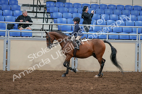 2020 - AB Morgan Horse - Sun, Sept 06 - 07693