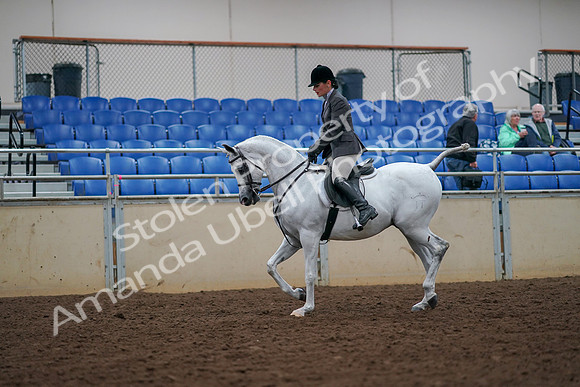 2019 Morgan Horse Show - Aug 30, 2019 - 17358