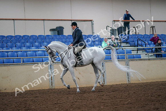 2019 Morgan Horse Show - Aug 30, 2019 - 17403