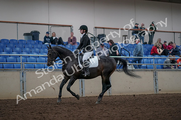 2019 Morgan Horse Show - Aug 31, 2019 - 16654