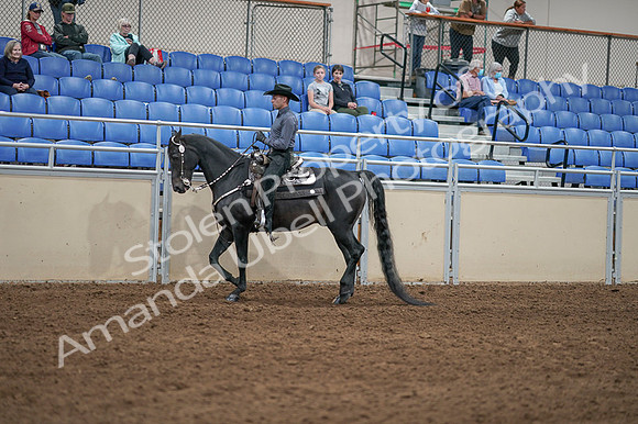 2020 - AB Morgan Horse - Fri, Sept 04 - 08288