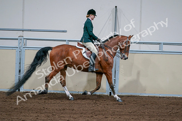 2020 - AB Morgan Horse - Fri, Sept 04 - 01750