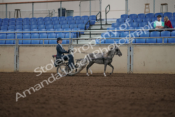 2019 Morgan Horse Show - Aug 31, 2019 - 04512