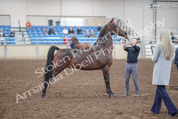 2019 Morgan Horse Show - Aug 31, 2019 - 01368