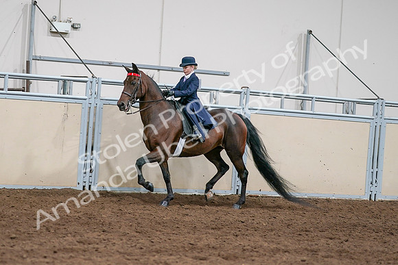 2020 - AB Morgan Horse - Sat, Sept 05 - 04916