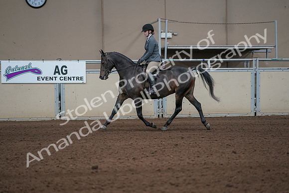 2019 Morgan Horse Show - Sept 01, 2019 - 10923_1