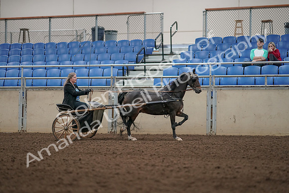 2019 Morgan Horse Show - Aug 31, 2019 - 04458