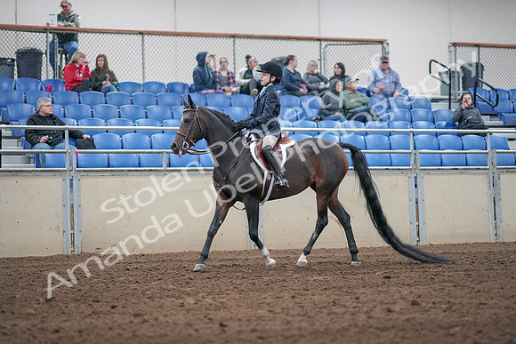 2019 Morgan Horse Show - Aug 31, 2019 - 19489
