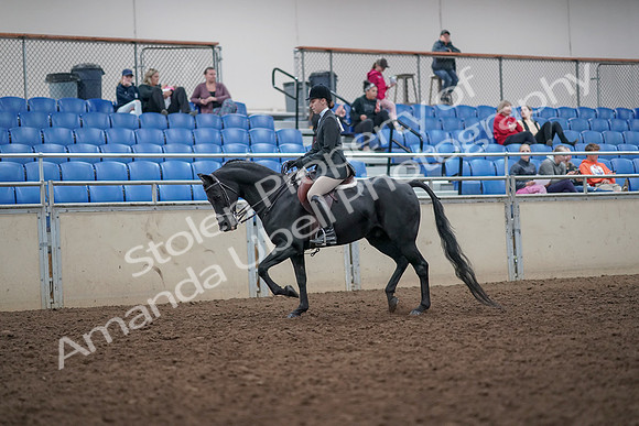 2019 Morgan Horse Show - Aug 31, 2019 - 14664