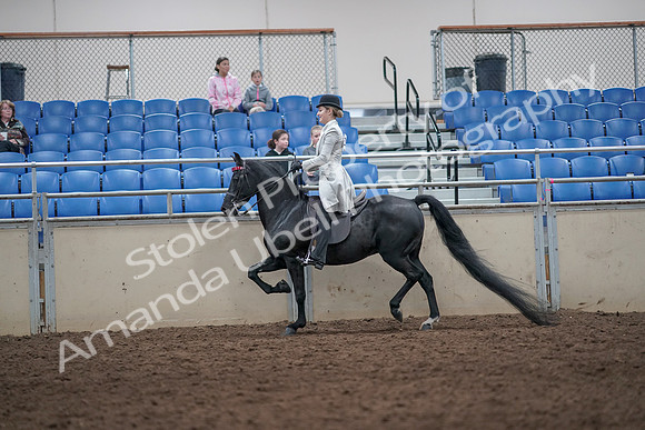 2019 Morgan Horse Show - Aug 31, 2019 - 09244