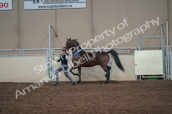2019 Morgan Horse Show - Aug 31, 2019 - 01444