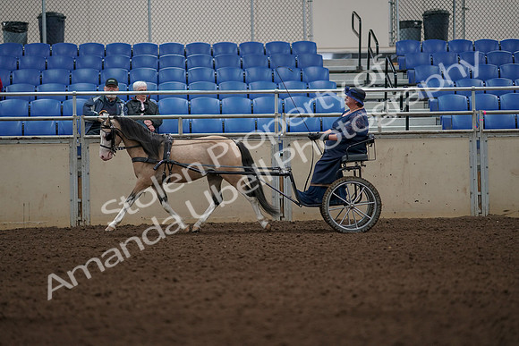 2019 Morgan Horse Show - Aug 31, 2019 - 04289