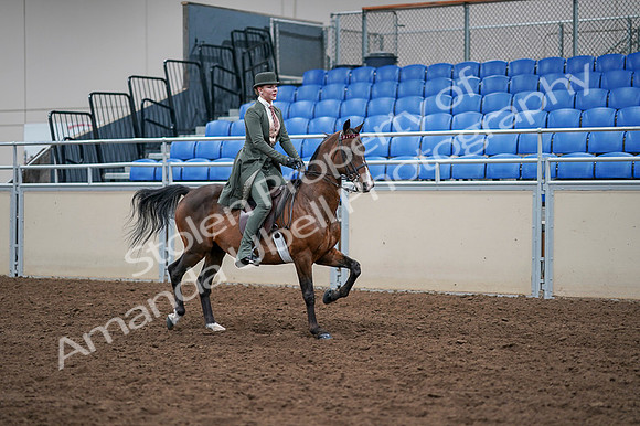 2020 - AB Morgan Horse - Fri, Sept 04 - 03423