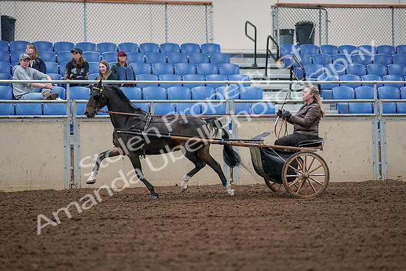 2019 Morgan Horse Show - Aug 30, 2019 - 13230
