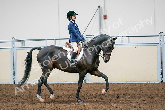 2020 - AB Morgan Horse - Sun, Sept 06 - 08126