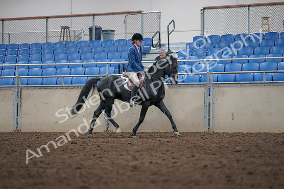 2019 Morgan Horse Show - Aug 31, 2019 - 16701