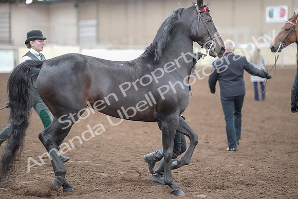 2019 Morgan Horse Show - Aug 31, 2019 - 00872