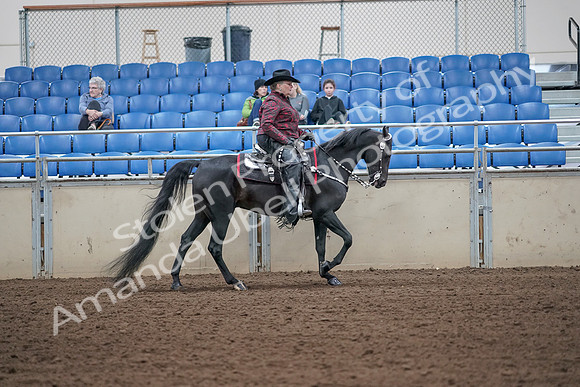 2019 Morgan Horse Show - Aug 31, 2019 - 10680