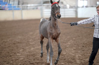 2019 Morgan Horse Show - Aug 31, 2019 - 00067