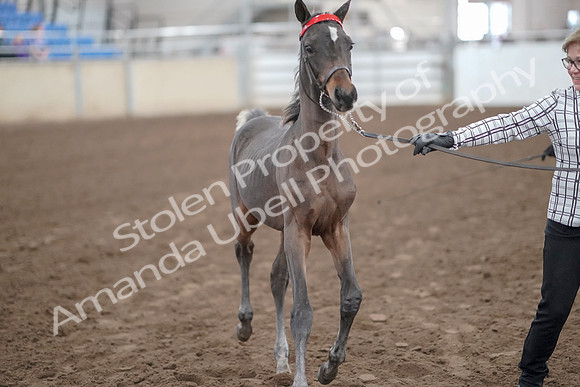 2019 Morgan Horse Show - Aug 31, 2019 - 00067