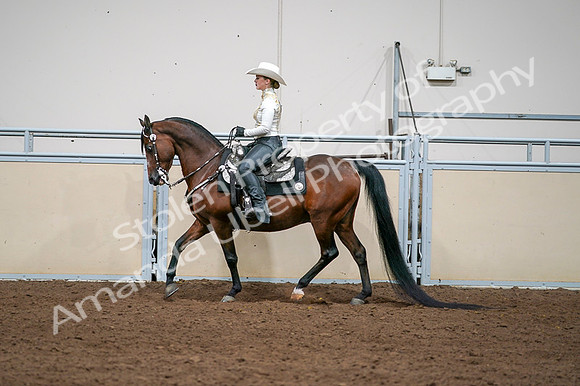 2020 - AB Morgan Horse - Fri, Sept 04 - 08373