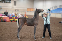 2019 Morgan Horse Show - Aug 31, 2019 - 00073