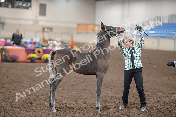2019 Morgan Horse Show - Aug 31, 2019 - 00073
