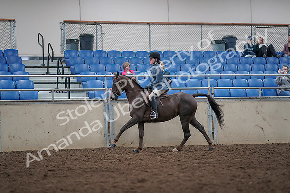 2019 Morgan Horse Show - Aug 31, 2019 - 16670