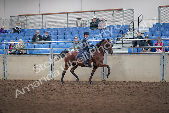 2019 Morgan Horse Show - Aug 31, 2019 - 09535