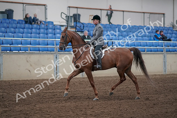2019 Morgan Horse Show - Sept 01, 2019 - 12153