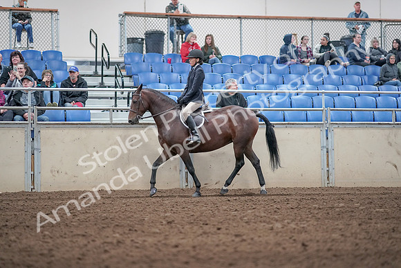 2019 Morgan Horse Show - Aug 31, 2019 - 19534