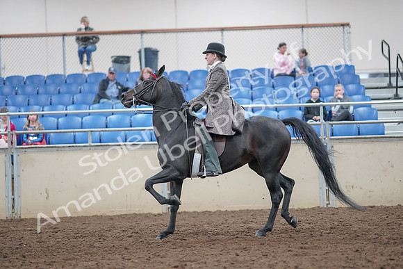 2019 Morgan Horse Show - Aug 31, 2019 - 09417