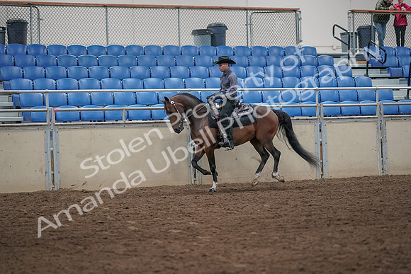 2019 Morgan Horse Show - Aug 31, 2019 - 06094