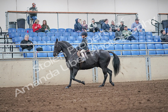 2019 Morgan Horse Show - Aug 31, 2019 - 19465